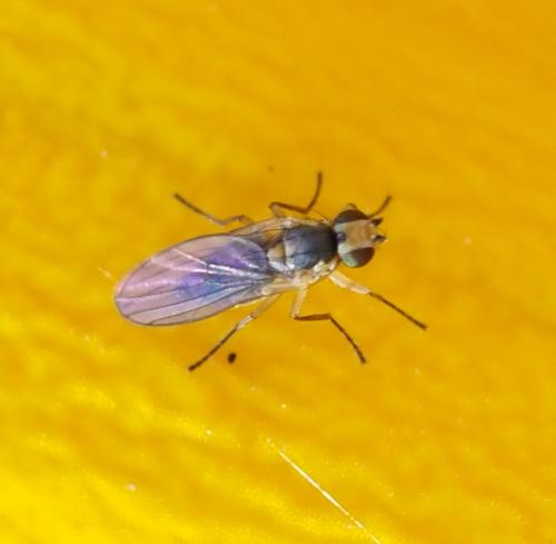 Réf. 261 850 : Phytomyza ranunculi